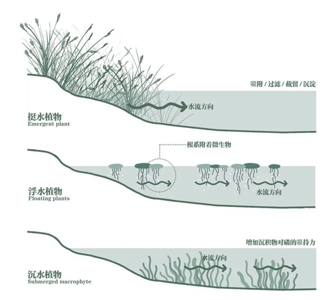 best·365官网(中国)登录入口学生作品 滇池周边湿地公园水质净化系统设计方
